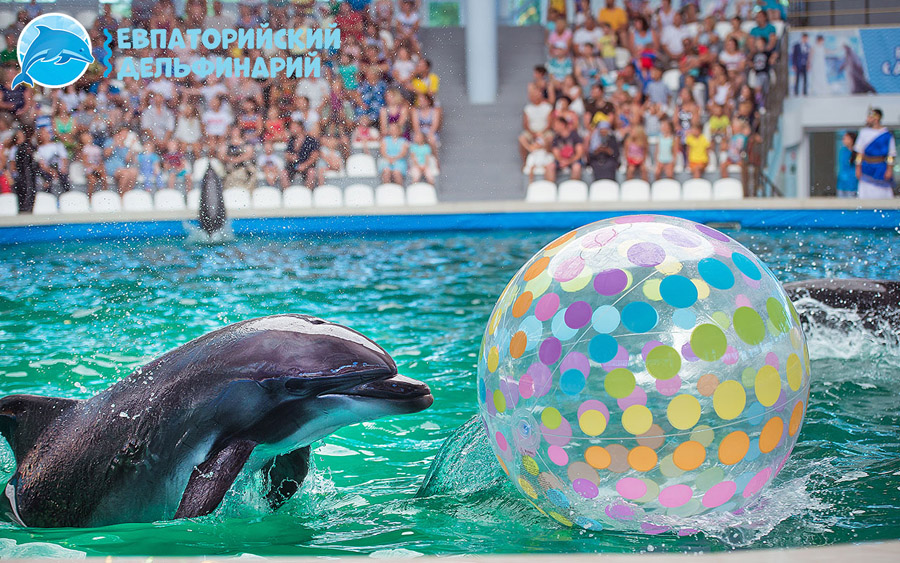 Отдых в Крыму в июле – дельфинарий